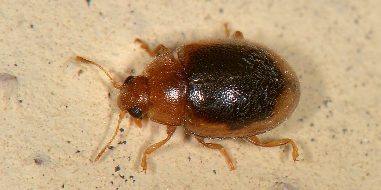 Coccinellidae: Rhyzobius cfr. litura